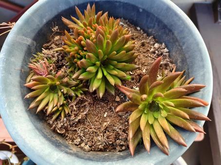 ツメレンゲ 多肉植物,ツメレンゲ,鉢植えの写真素材