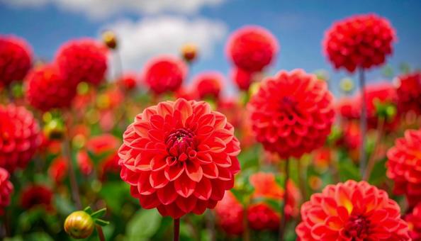 赤いダリアの花 花畑 秋の花 10月 赤いダリアの花 花畑 秋の花 10月の写真