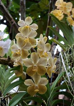 静寂のオーキッド 植物,花,自然の写真素材