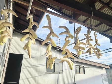 吊るして天日干しされている大根 大根,天日干し,たくあんの写真素材