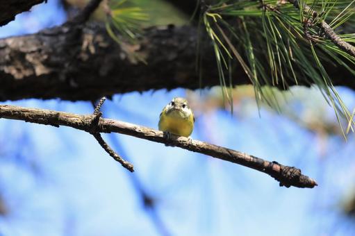 キバラガラの写真