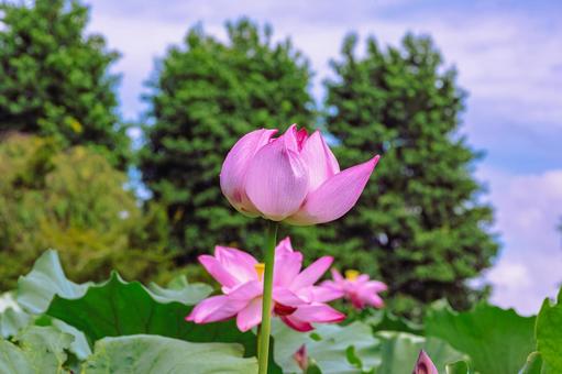 Photo, ancient lotus, lotus, lotus flower, 