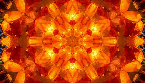 輝く紅葉の光模様 輝く紅葉の光模様の写真