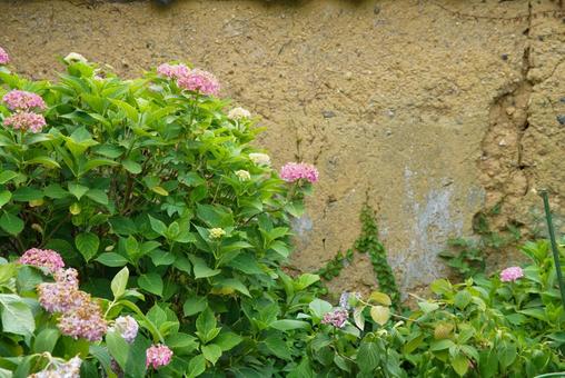 般若寺の紫陽花 般若寺の紫陽花の写真