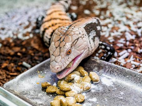 アオジタトカゲのアップの写真