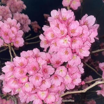 夜桜 ピンク,美しい,自然の写真素材