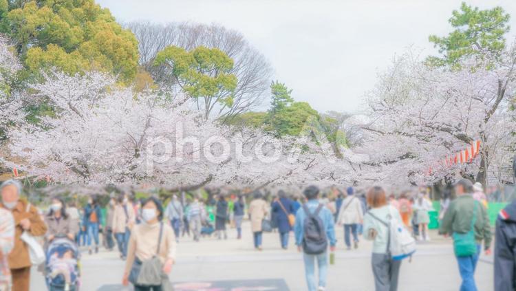上野公園の桜 桜,公園,春の写真素材