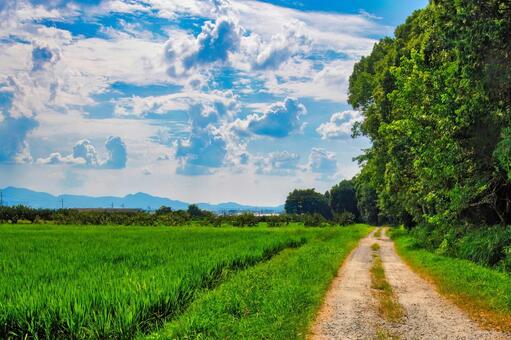 奈良盆地の夏、青空と白い雲と緑 奈良,平野,盆地の写真素材