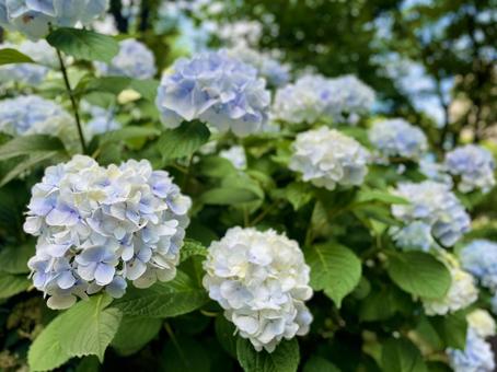 Large Hydrangea, JPG Large Hydrangea, JPG
