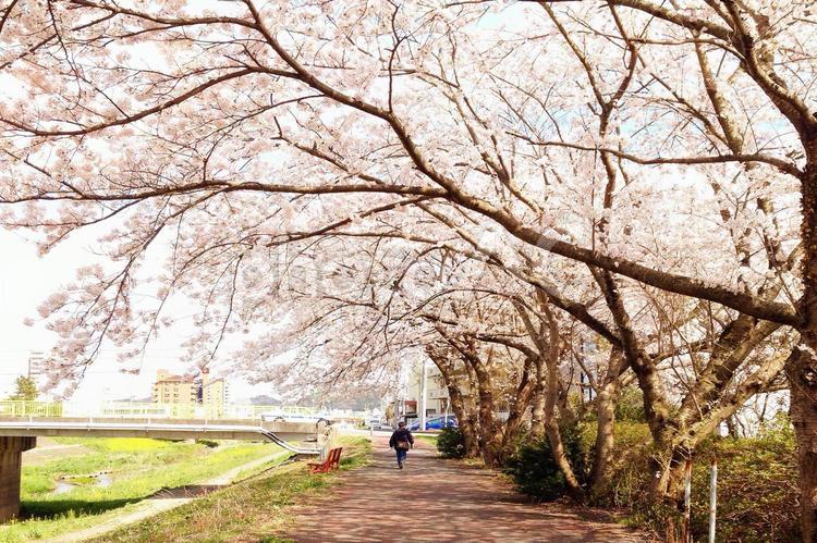 桜並木 桜,木,樹の写真素材