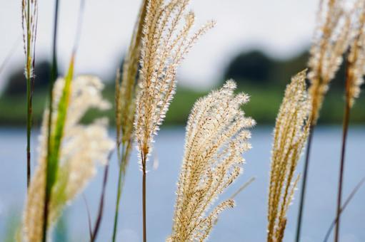 ススキ⒀ ススキ⒀ 植物,ススキ,すすきの写真素材