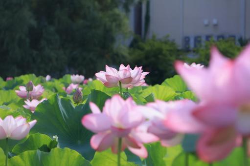 満開に咲く蓮の花 満開に咲く蓮の花の写真