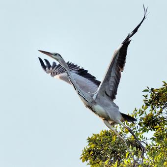 アオサギ飛ぶ アオサギ,鷺,飛翔の写真素材