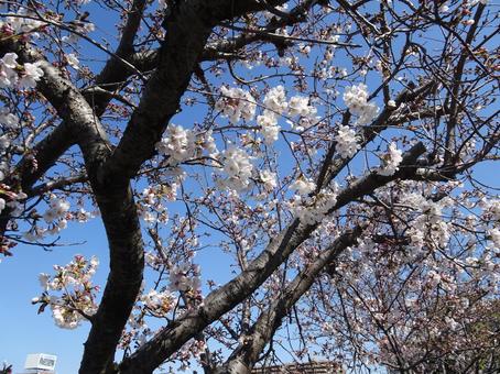 Photo, cherry blossoms, petal, white, 