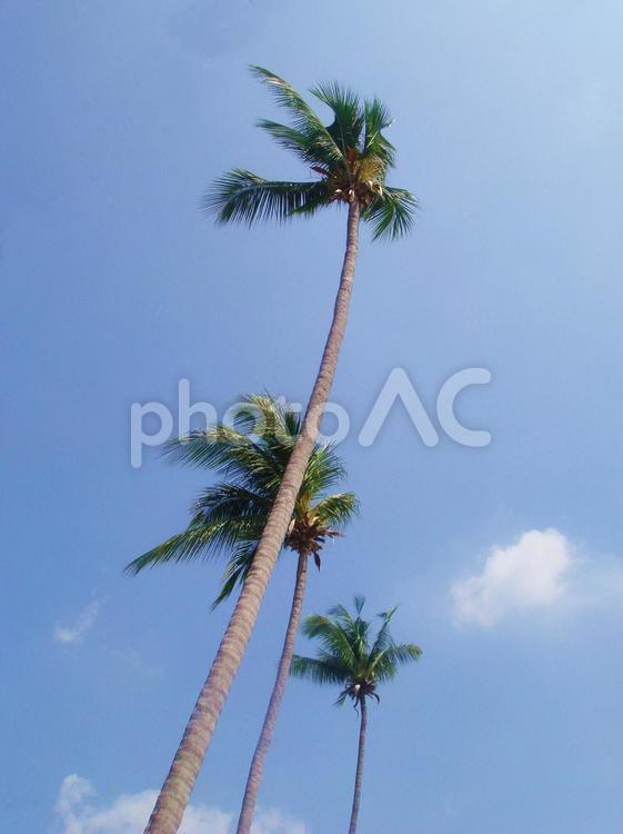 椰子の木 青空,椰子の木,夏の写真素材