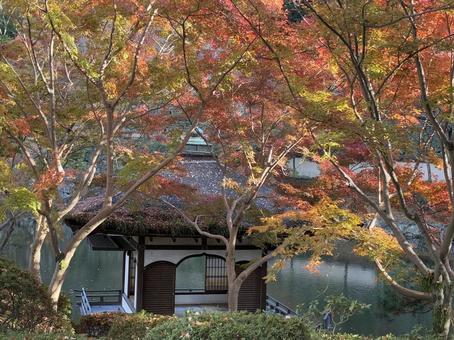 初紅葉 西の丸庭園,鳶魚閣,紅葉渓庭園の写真素材
