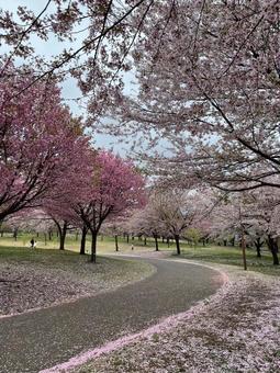桜の道 春,桜,満開の写真素材