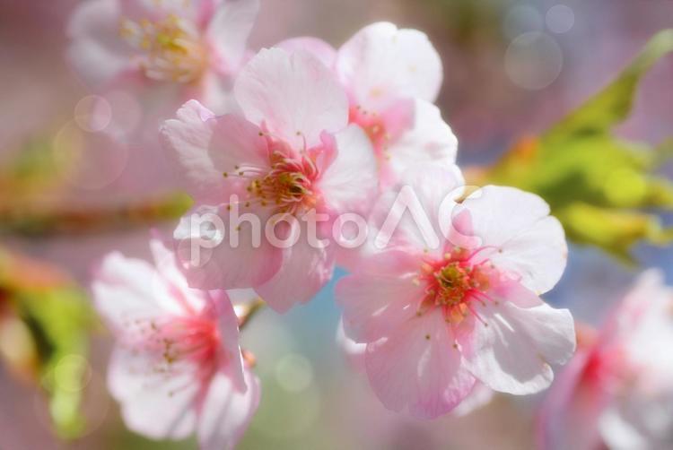 春爛漫　青空と満開の河津桜 桜,さくら,サクラの写真素材