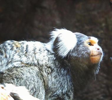 Photo, common marmoset, monkey, animal, 