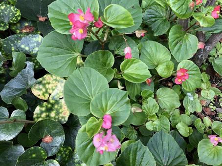 ベコニアの写真