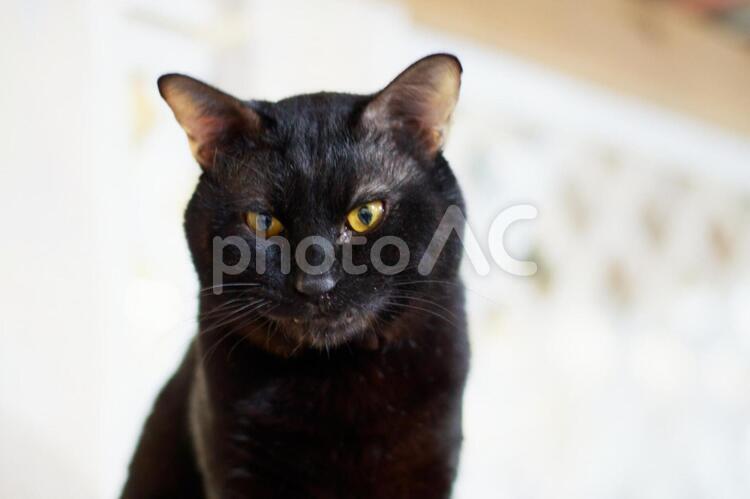 ぶさかわくろねこ 猫,にゃんこ,猫カフェの写真素材
