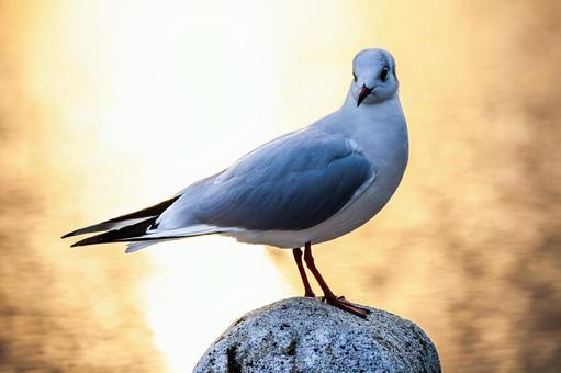 黄昏のカモメ 黄昏のカモメ かもめ,カモメ,鴎の写真素材