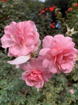 バラ 薔薇 花 バラ,薔薇,花の写真素材