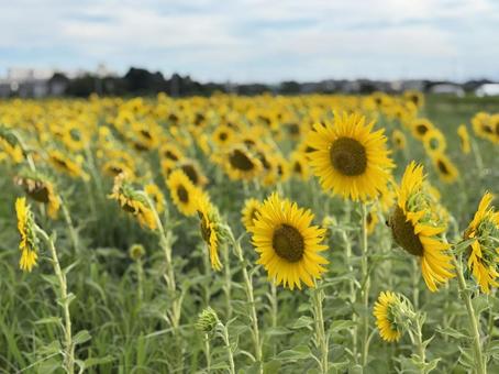 真夏の笑顔 真夏の笑顔 夏休み,ひまわり,夏の日の写真素材