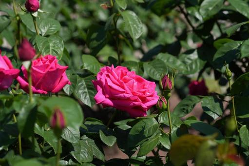 Photo, rose, pink, maria callas, 
