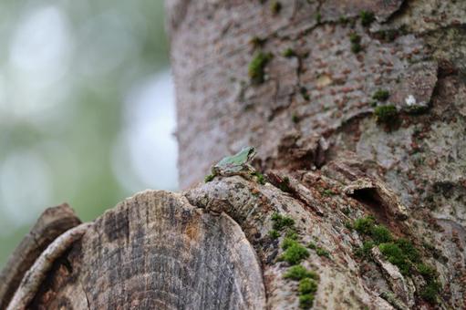 アマガエルの写真