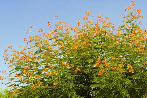オウコチョウ ルンビニ 1 オウコチョウ ルンビニ 1 オウコチョウ,ポインシアナ,花の写真素材
