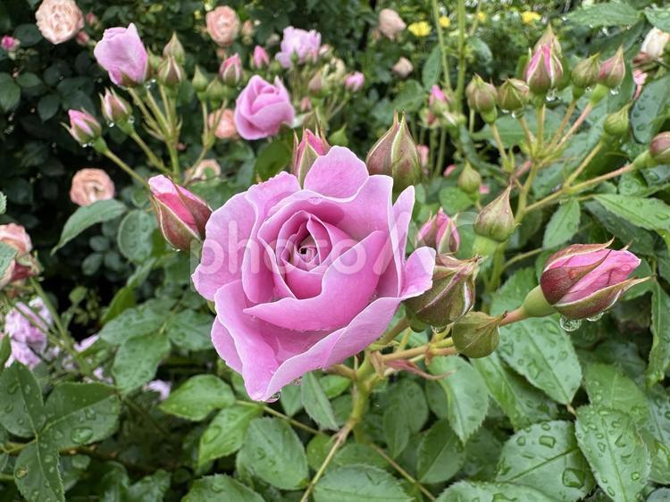 蕾いっぱいのピンクの薔薇 薔薇,ばら,バラの写真素材