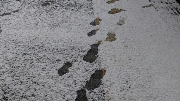 雪の上の足跡 雪の上の足跡の写真