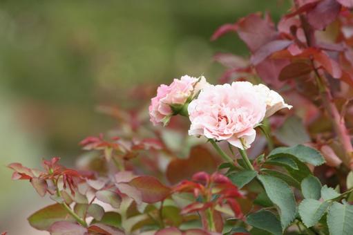 ピンクのバラ一凛 ピンクのバラ一凛 薔薇,バラ,ピンクの写真素材