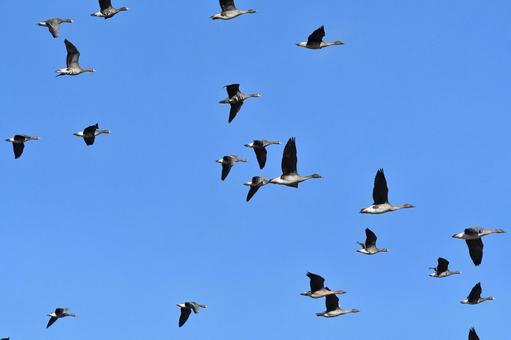 飛んでいくカモの群れ カモ,鳥,野生の写真素材