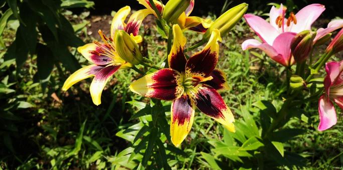 百合の花 百合の花の写真