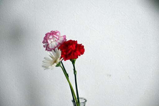 カーネーションとガーベラ 花,カーネーション,ガーベラの写真素材