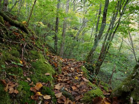笊ヶ岳　登山道 笊ヶ岳,南アルプス,早川町の写真素材