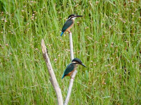 2羽のカワセミ3 2羽のカワセミ3 カワセミ,鳥,鳥類の写真素材