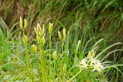 曼殊沙華 曼殊沙華 彼岸花,白,植物の写真素材