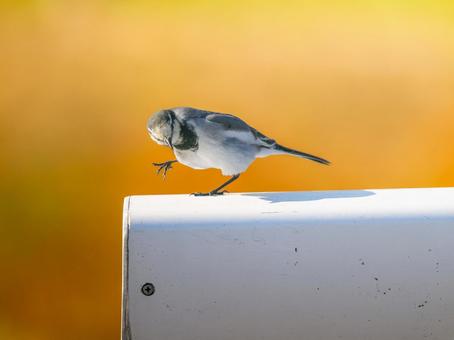 柵を歩くハクセキレイ ハクセキレイ,屋外,風景の写真素材