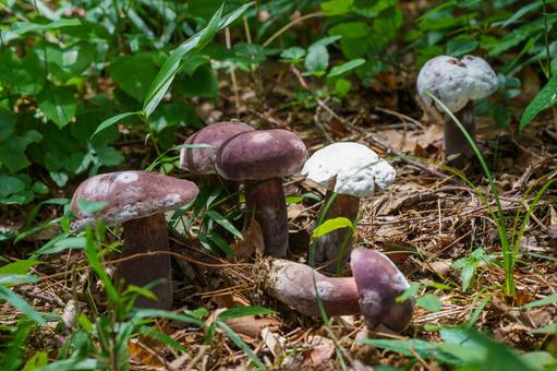 Photo, mushroom, natural, velvet, 