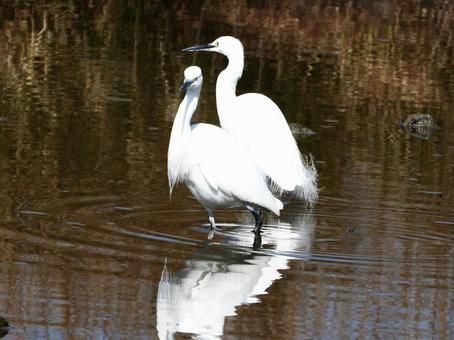 川面に立つ2羽のコサギ 川面に立つ2羽のコサギの写真