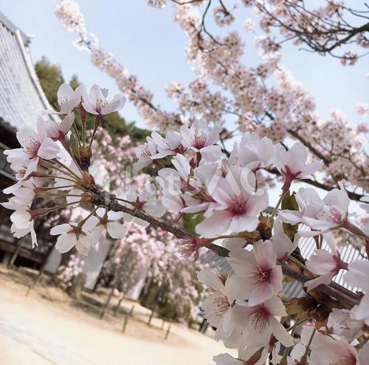 お寺と桜 花,チェリー,ブランチの写真素材