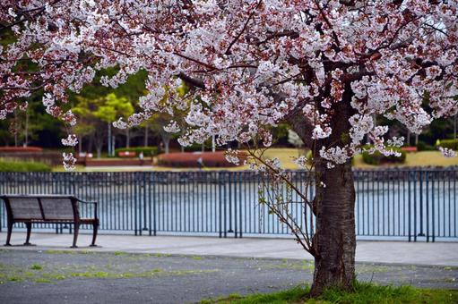 桜とベンチ 桜とベンチの写真