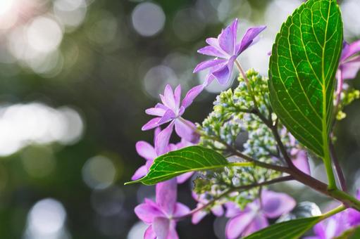 木漏れ日に咲く紫陽花 木漏れ日に咲く紫陽花 花,紫陽花,植物の写真素材