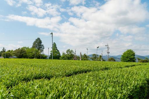 島田市 金谷富士見町の茶畑(静岡) 島田市 金谷富士見町の茶畑(静岡)の写真