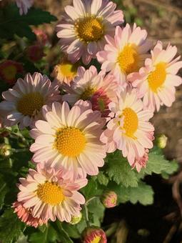 白とピンクのバイカラーの菊 白い花,ピンク,バイカラーの写真素材