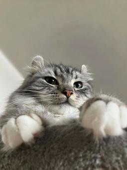 ツンデレねこ アメリカンカール ツンデレねこ アメリカンカールの写真