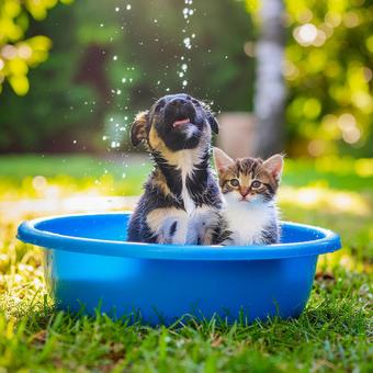 Puppy and kitten playing with water in the garden, playing in the water, a smile, dog, JPG
